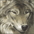 CryWolf